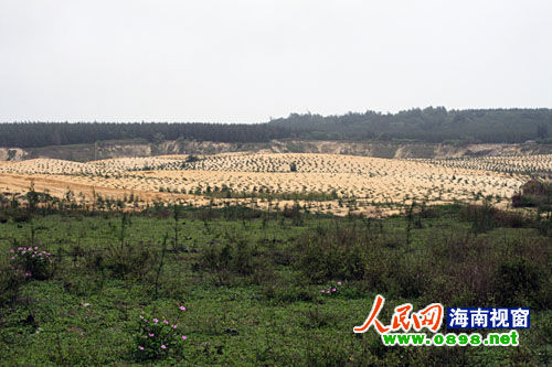 文昌開采鈦礦已經(jīng)有多年，目前中國每年鈦材年需求量在二點(diǎn)五至三萬噸，而國內(nèi)年鈦產(chǎn)量只有一千五百至兩千噸，市場缺口巨大。在國內(nèi)市場上，一噸鈦金屬粉的價格是六十萬元人民幣，國際市場更高達(dá)每噸八十萬美元。正是因?yàn)殁伒V的極大利潤，才讓很多人對挖采鈦礦趨之若鶩。