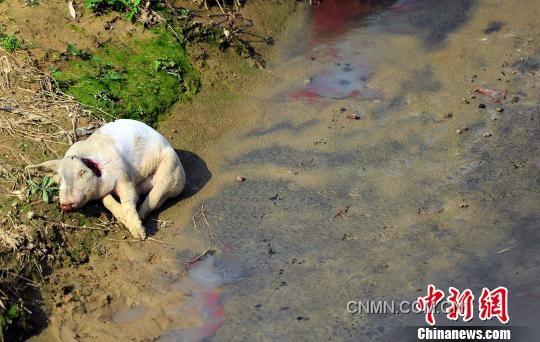 沿村溪步行不到500米，就見溪邊和溪中淺灘處散落著4頭死豬，而溪流中隨處可見令人恐懼的“紅蟲”（圖紅色處）。