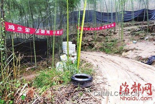 進(jìn)山路口掛著養(yǎng)雞標(biāo)語，四周圍著黑色的遮陽網(wǎng)，用來掩人耳目