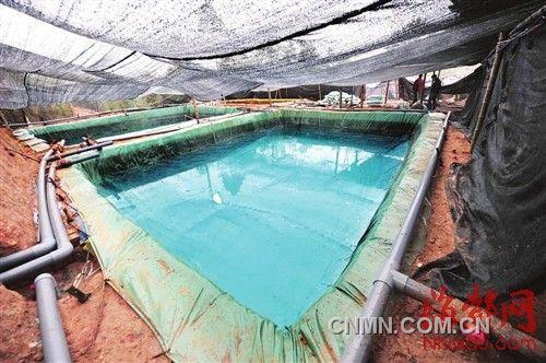 養(yǎng)雞場(chǎng)內(nèi)藏著好幾個(gè)這樣的洗礦池，一層層排列如梯田