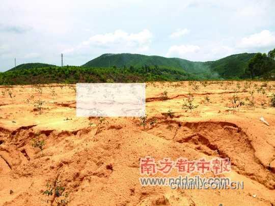 位于界村小學舊址對面的選礦點，已經(jīng)種上小樹苗復(fù)綠。